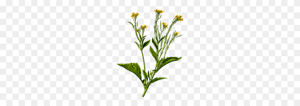 Crop Flower, Plant, Apiaceae, Leaf Free Transparent Png