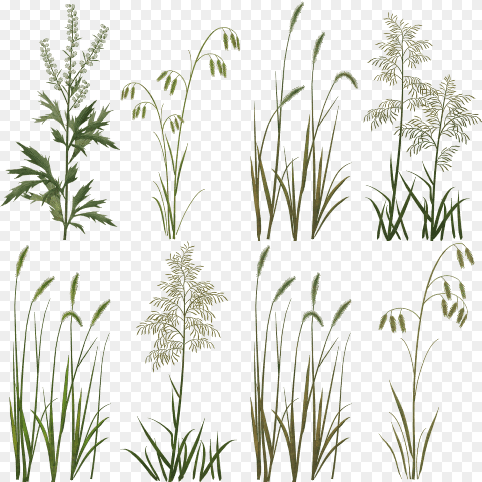 Crop, Grass, Green, Plant, Vegetation Free Png