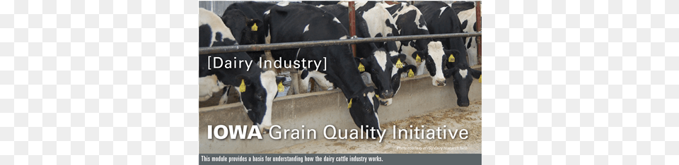 Crop 3083w Industry, Animal, Cattle, Cow, Dairy Cow Png