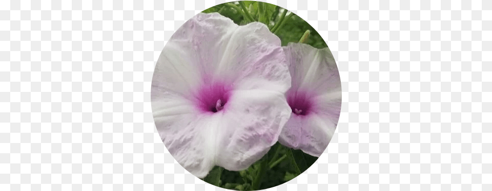 Crop A Circle In Online Tool Petunia, Flower, Petal, Plant, Geranium Png Image