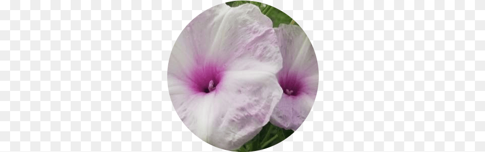 Crop A Circle In Online Circle, Flower, Petal, Plant, Geranium Png Image