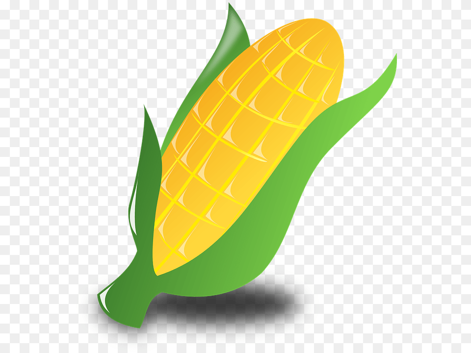 Crop Clipart Vector Clip Art Images, Corn, Food, Grain, Plant Free Png