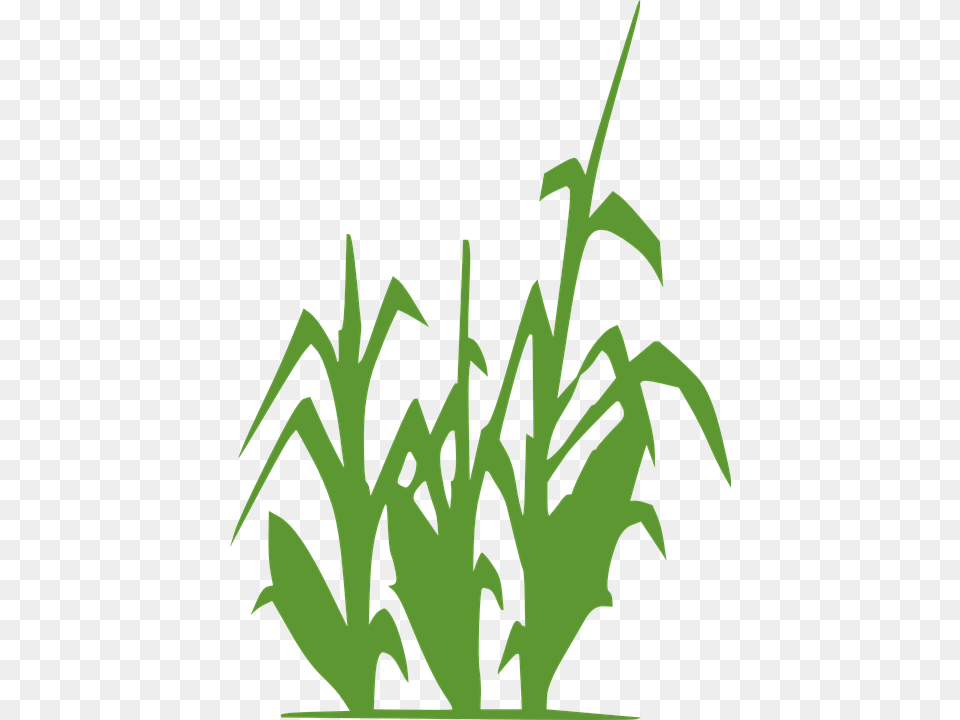 Crop Clipart Vector Clip Art Images, Grass, Green, Herbal, Herbs Free Transparent Png