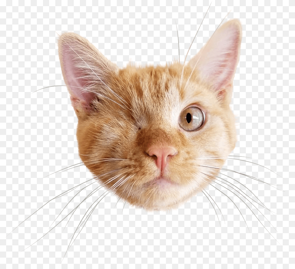 Crop This So It Is Just His Face Cat Face, Animal, Mammal, Pet, Kitten Free Transparent Png