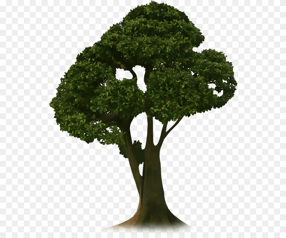 Crop Tree Transparent Tree Picsart, Plant, Potted Plant, Oak, Sycamore Free Png Download