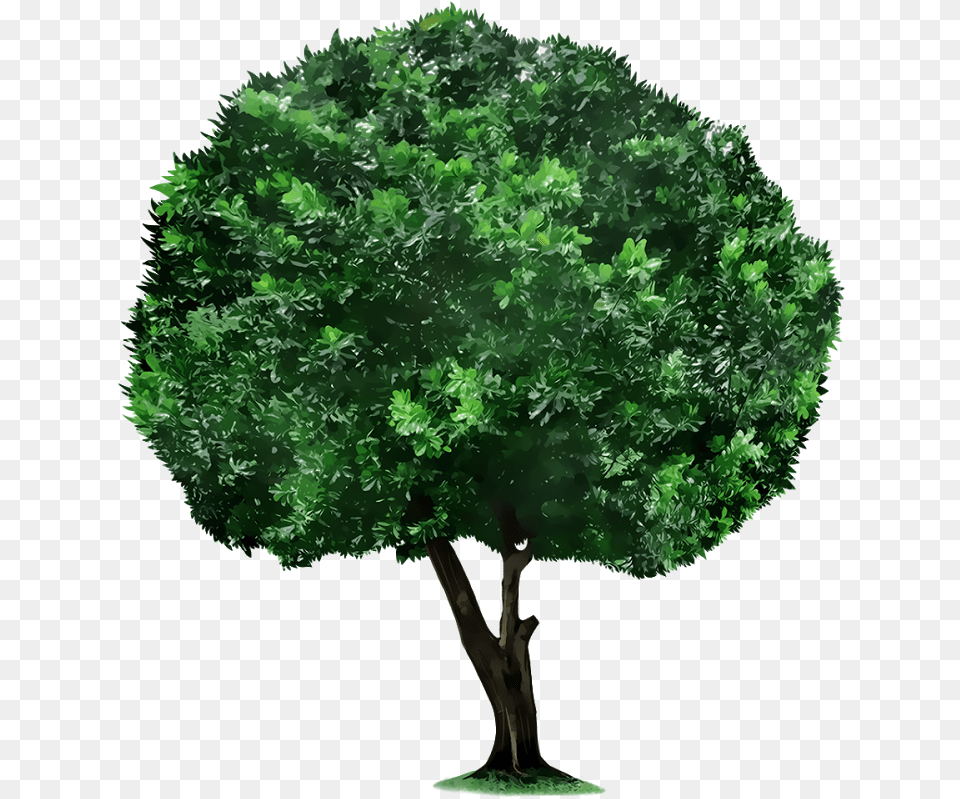 Crop Tree Tree Picsart, Green, Oak, Plant, Sycamore Png Image