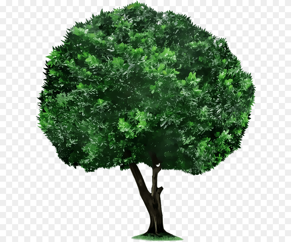 Crop Tree Trees Pic For Picsart, Green, Oak, Plant, Sycamore Png