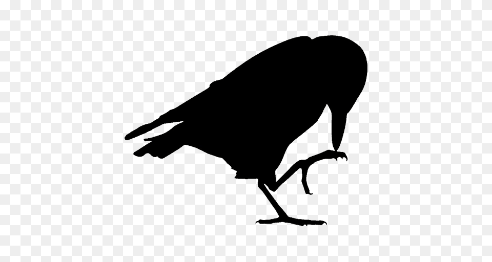 Cropped, Animal, Bird, Crow Free Transparent Png