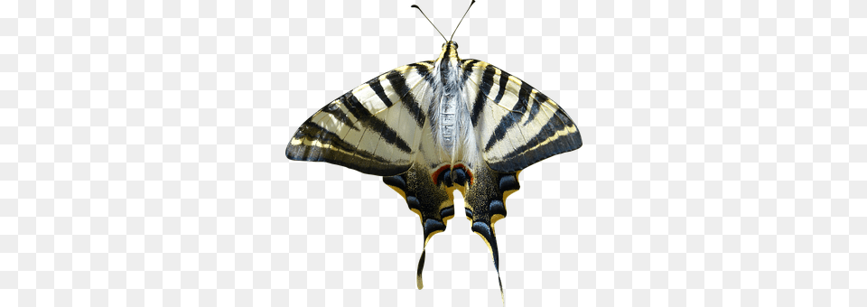 Cropped Animal, Insect, Invertebrate, Butterfly Png