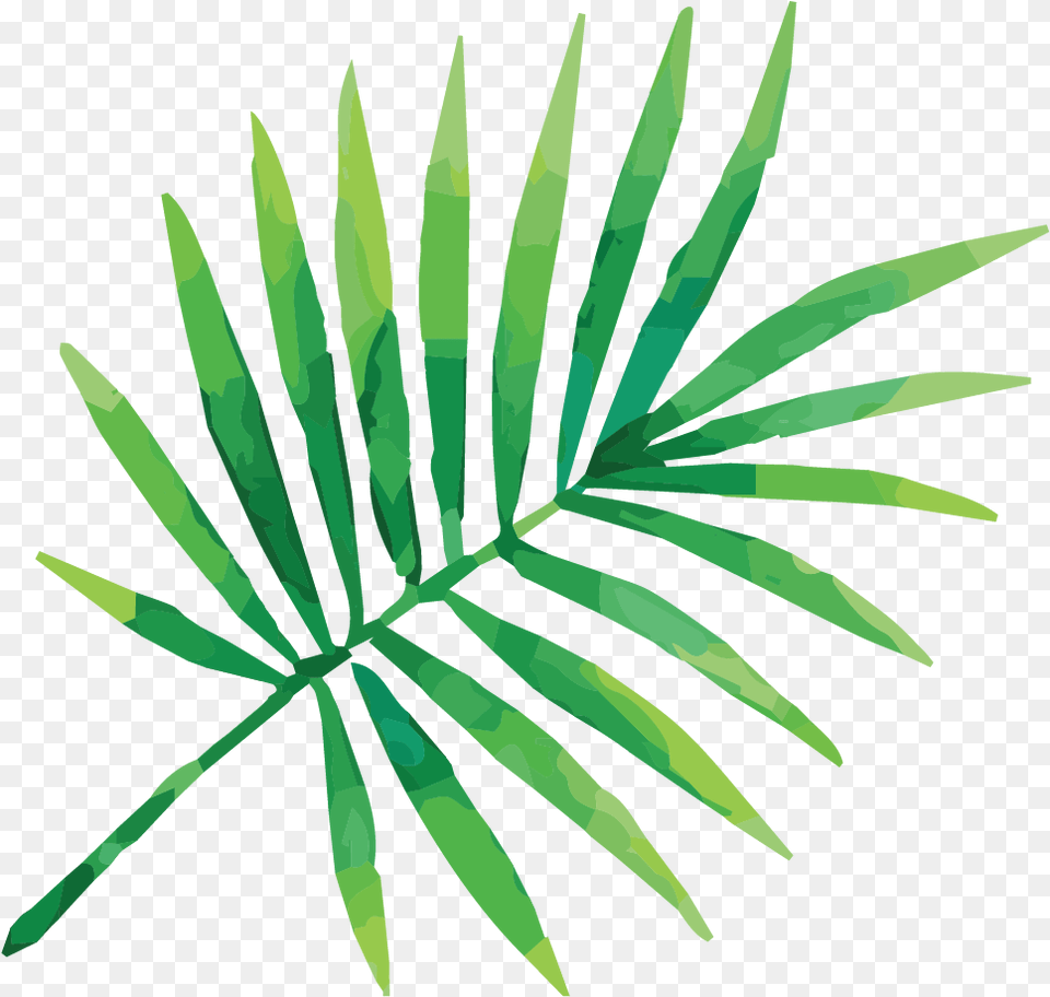 Cropped Bartboard Tropical Leaf Illustration, Fern, Plant Png