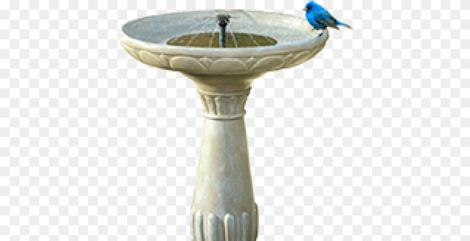 Cropped Birdpng U2013 Home Owneru0027s Association Bird Bath, Hot Tub, Tub, Birdbath Free Transparent Png