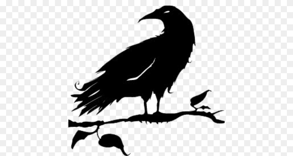 Cropped Black Crow The Black Crow Gallery, Animal, Bird, Vulture, Condor Free Png Download