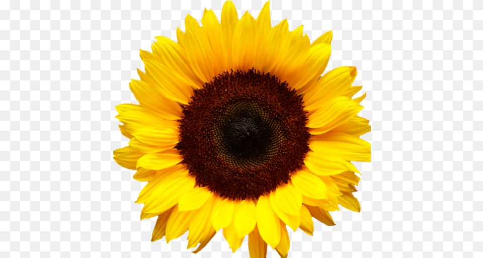 Cropped Bmlogosunflowersq512png Transparent Background Sunflower, Flower, Plant Free Png Download