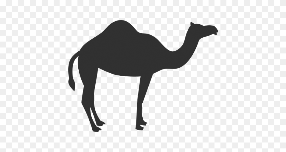 Cropped Camel Icon Download Nomadic Collections, Animal, Mammal, Adult, Female Free Png