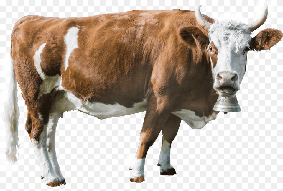 Cropped Cattle, Animal, Bull, Cow, Livestock Png