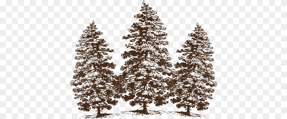 Cropped Cotticopng Cottagevloeren Pine Tree Clip Art, Conifer, Fir, Plant Free Png