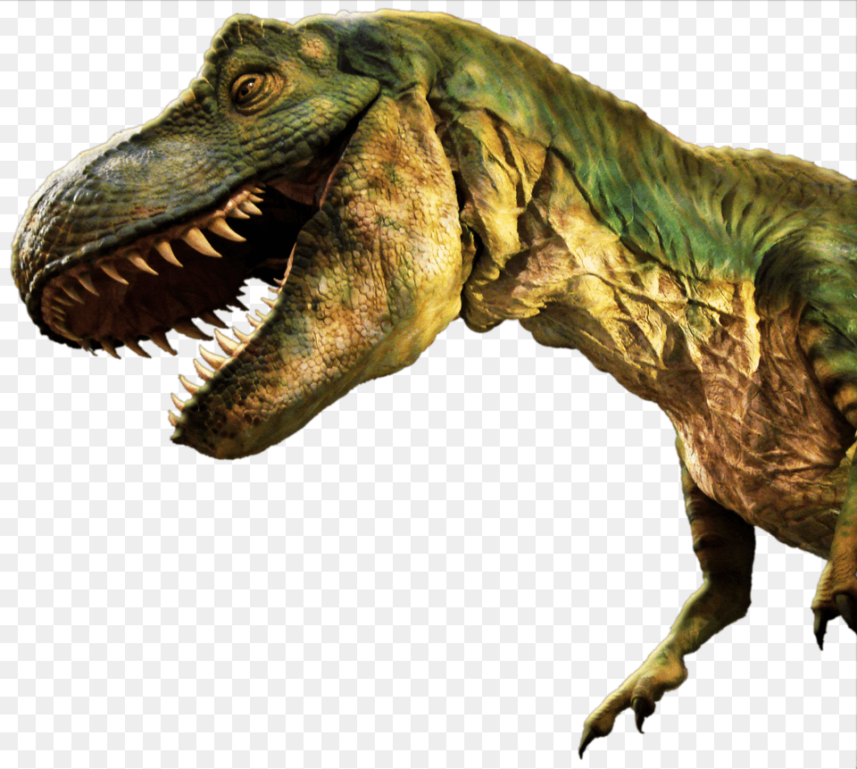 Cropped Dinohead, Animal, Dinosaur, Reptile, T-rex Free Transparent Png