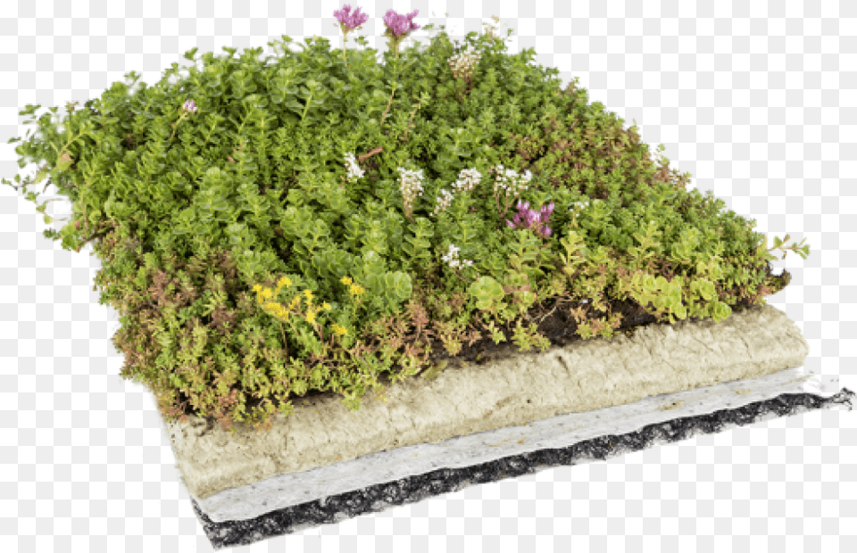Cropped Favicon Roof Garden Grass, Vegetation, Vase, Soil, Pottery Free Png Download