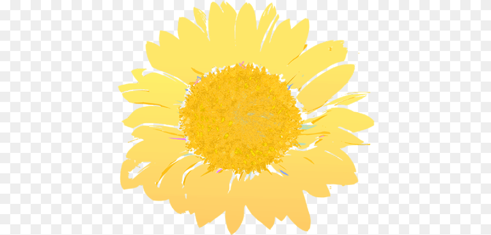 Cropped Fresh, Daisy, Flower, Plant, Sunflower Free Png