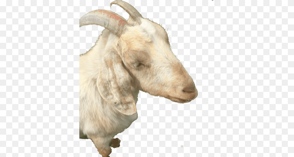 Cropped Goat, Livestock, Animal, Mammal, Cattle Png Image