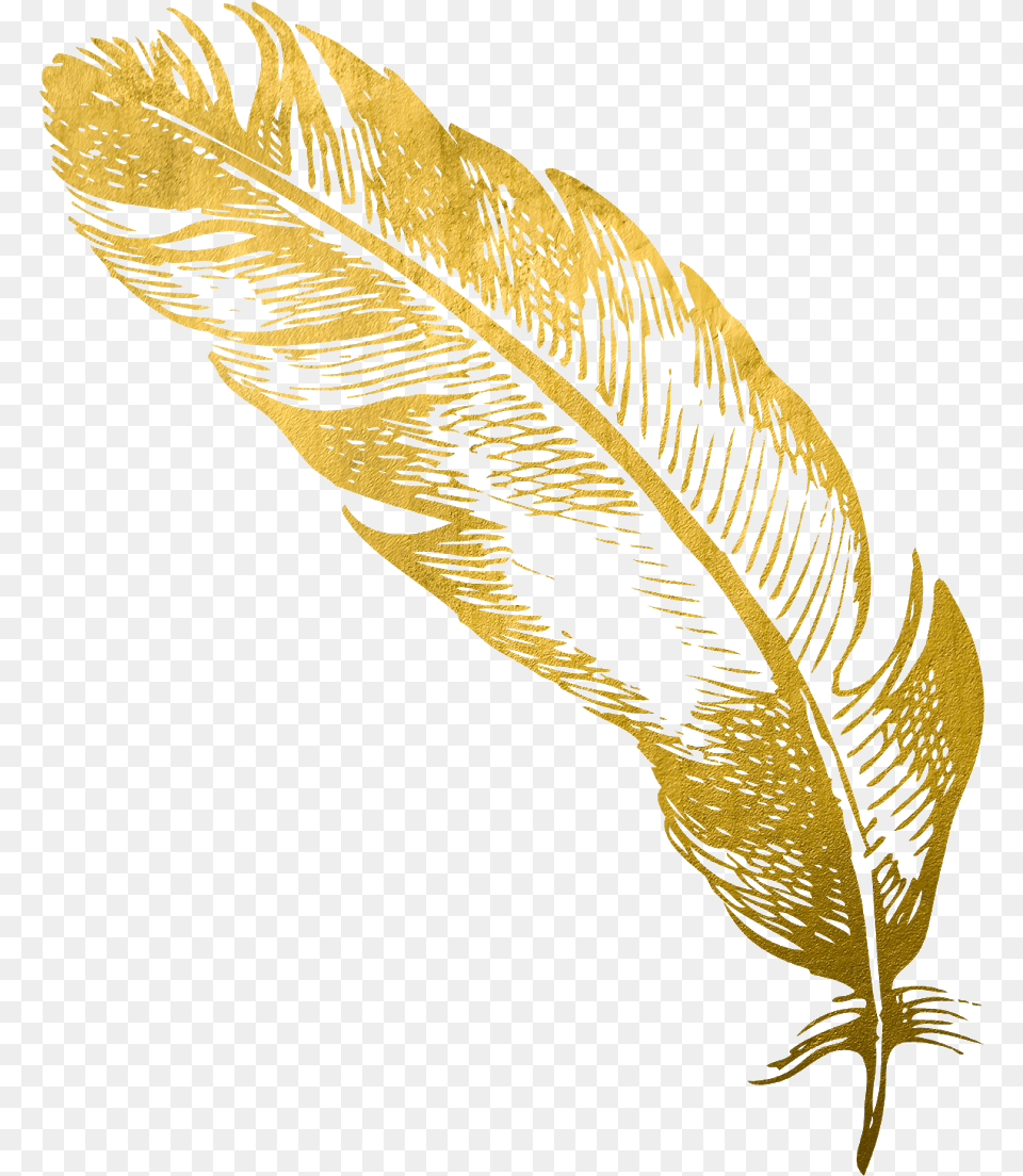 Cropped Goldfeatherpng Card Snobs Gold Feather, Leaf, Plant, Animal, Bird Free Transparent Png