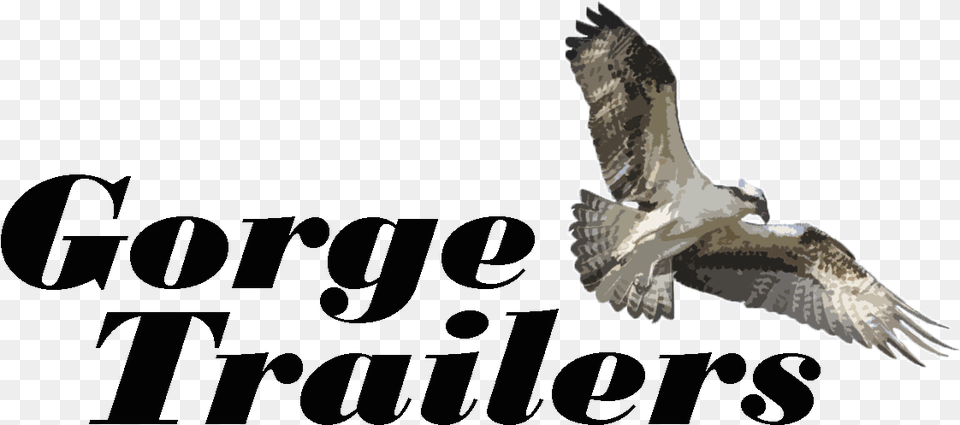 Cropped Gtonlinelogopng U2013 Cars U2013 The Dalles Golden Eagle, Animal, Bird, Flying, Kite Bird Png