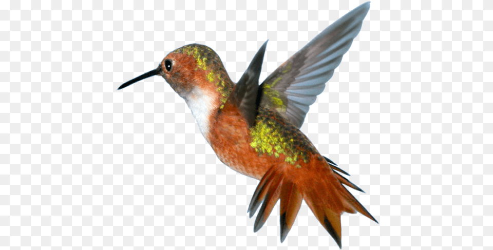Cropped Hummingbird, Animal, Bird Png Image