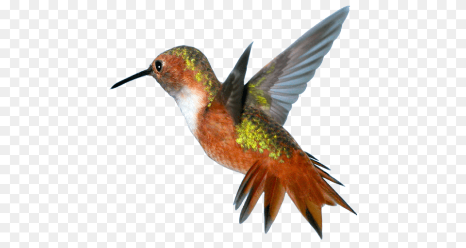 Cropped Hummingbird Greenbird Llc, Animal, Bird Png Image