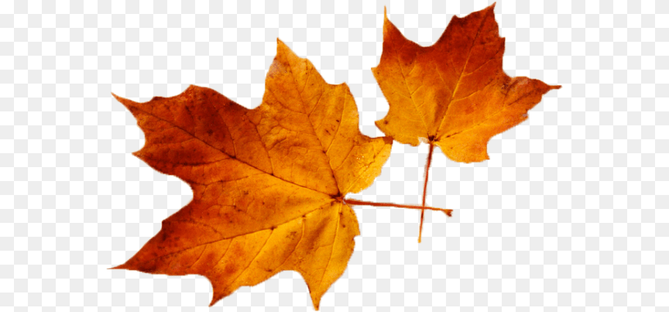 Cropped Leaves Canadian Leave, Leaf, Plant, Tree, Maple Free Transparent Png