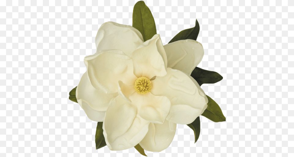 Cropped Magnoliaflowerpng Transparent Magnolia Flower, Anemone, Petal, Plant, Anther Free Png