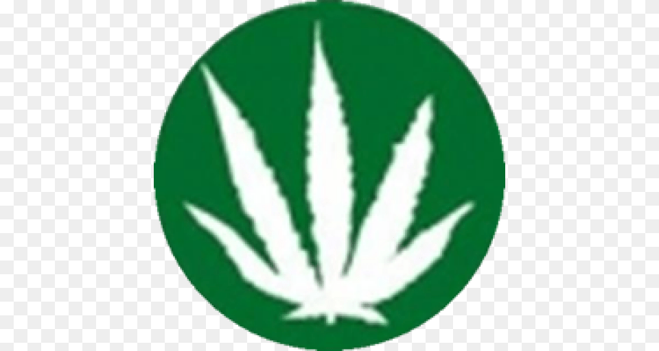 Cropped Norml Leaf Norml New Zealand, Plant, Weed Png Image