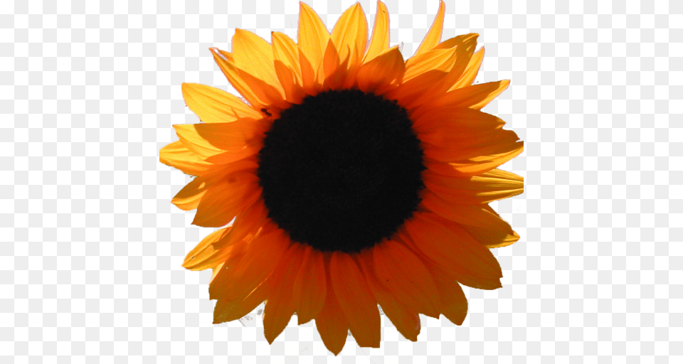 Cropped Orange Sunflower Only Rural Roots, Flower, Plant, Daisy Free Transparent Png