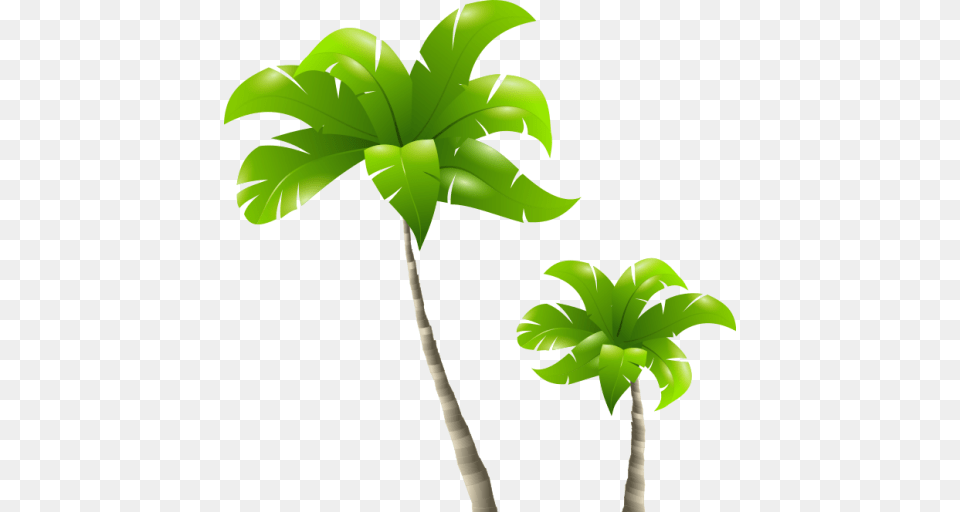 Cropped Palm Tree Tropical Palms, Green, Plant, Palm Tree, Leaf Free Png Download