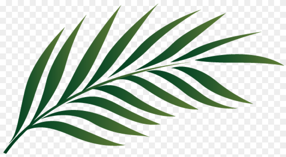 Cropped Palmetto Leaf Clipart Hosanna Lutheran Church, Plant, Tree, Fern, Green Png