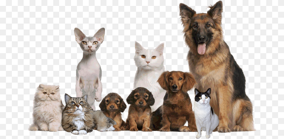 Cropped Pets Edited Rev2 Keep Pets, Animal, Canine, Dog, Mammal Free Transparent Png