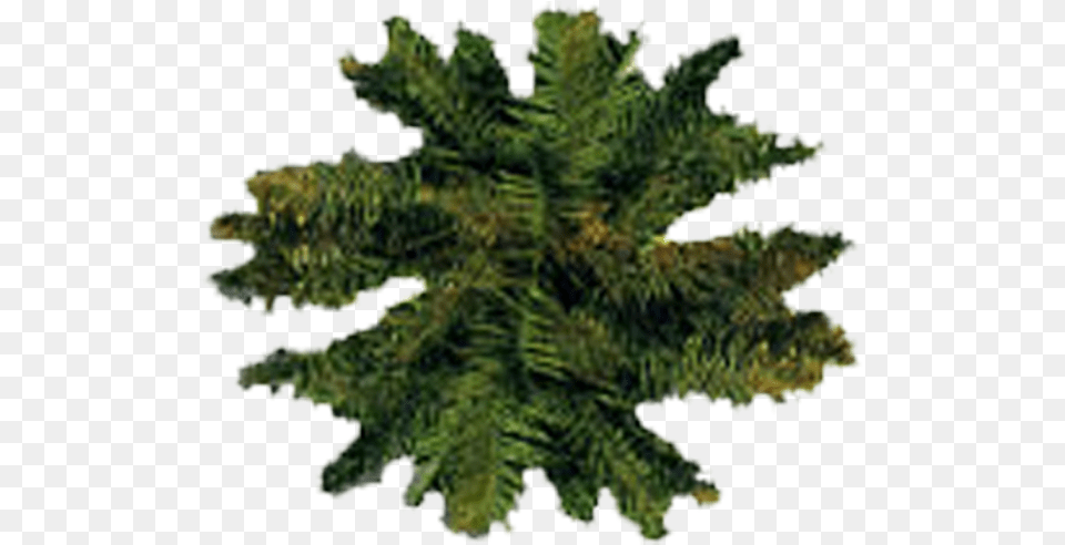 Cropped Photos Architecture Entourage Autocad Shortleaf Black Spruce, Plant, Tree, Fir, Pine Png Image