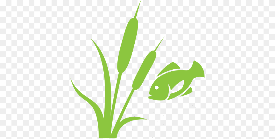 Cropped Pond, Green, Leaf, Plant, Aquatic Free Png