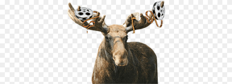 Cropped Reindeer, Animal, Mammal, Moose, Wildlife Free Png Download