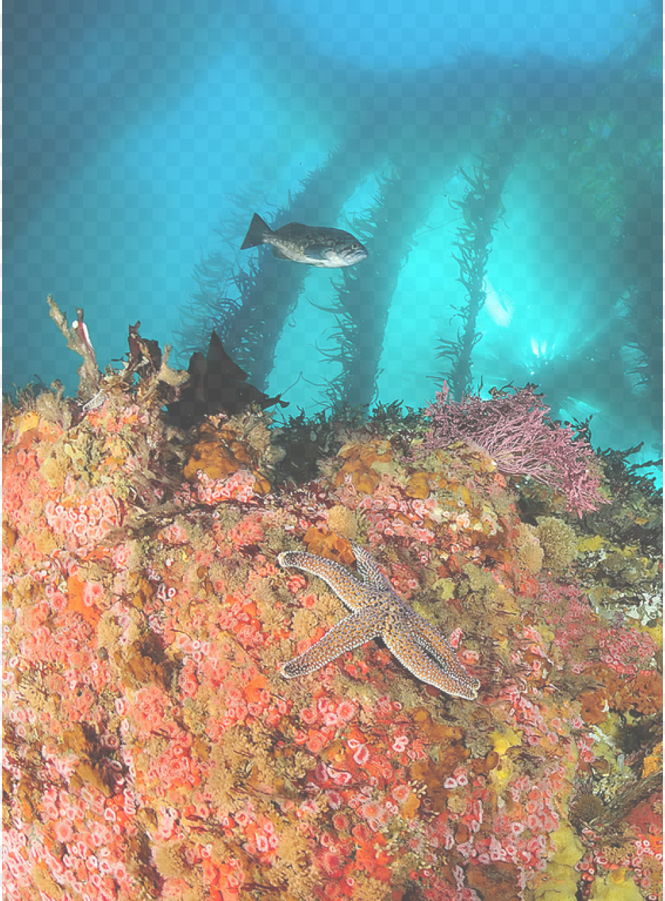 Cropped Rodrigo Beas Kelpforest Database Monterey Bay Underwater, Animal, Sea Life, Sea, Reef Png