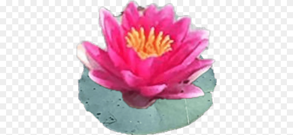 Cropped Sacred Lotus, Birthday Cake, Plant, Petal, Lily Png
