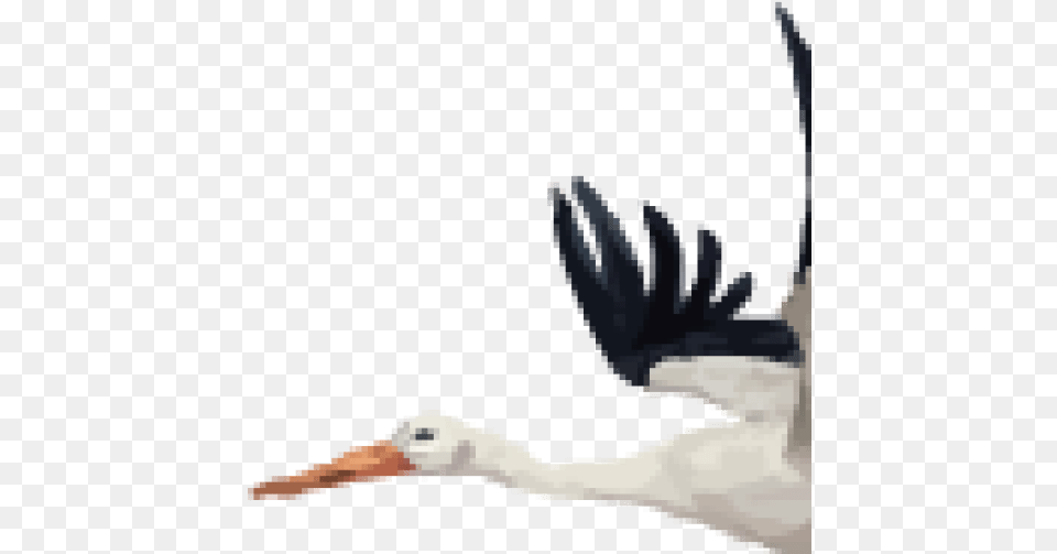 Cropped Stork, Animal, Bird, Waterfowl, Crane Bird Png Image