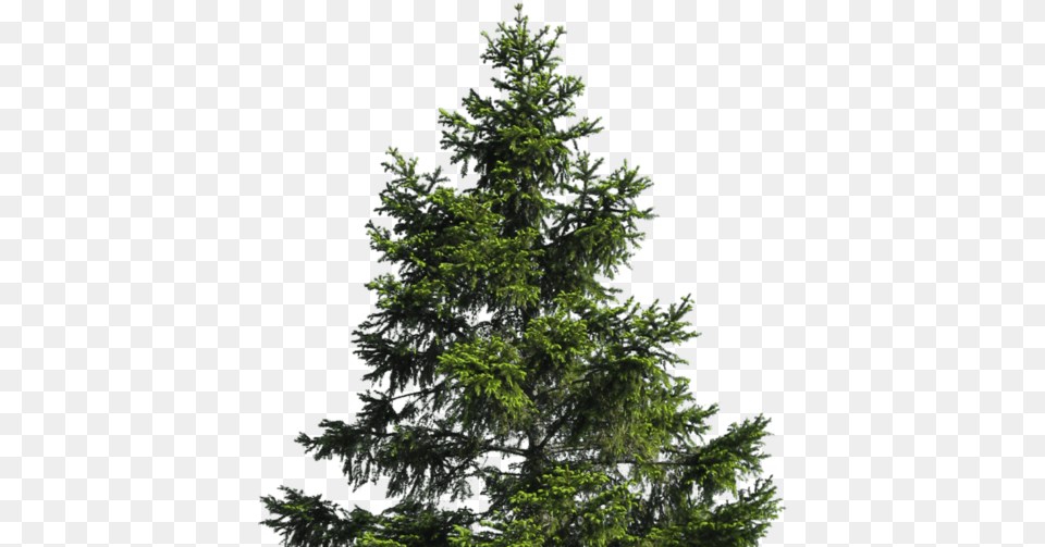 Cropped Transparent Pine Tree, Conifer, Fir, Plant Free Png