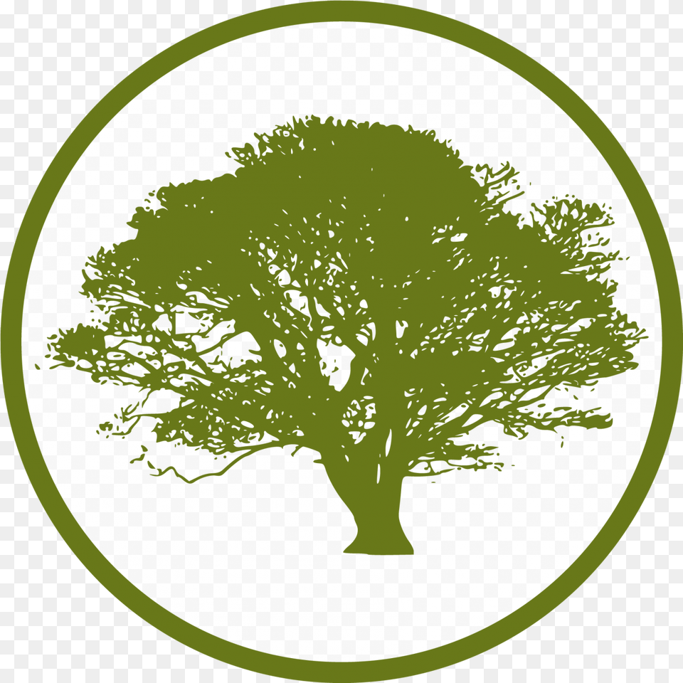 Cropped Tree Icon, Oak, Plant, Sycamore Png Image