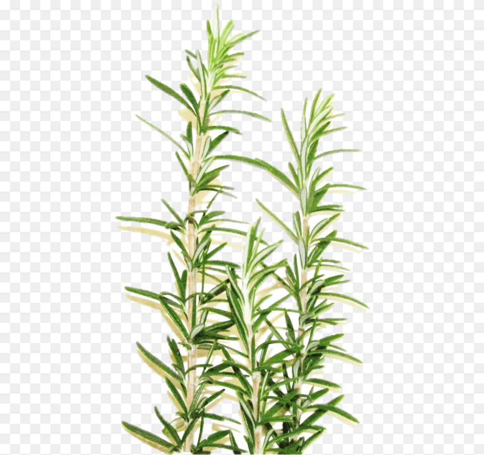 Cropped Vertical, Herbal, Herbs, Plant, Tree Png