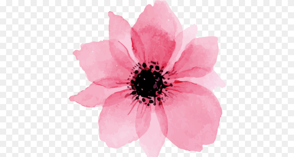 Cropped Watercolor Flowers, Anemone, Flower, Petal, Plant Free Png