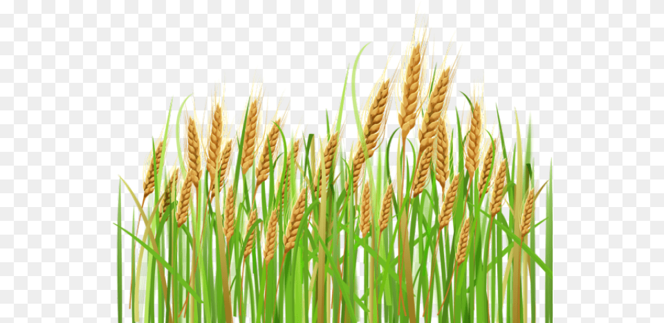 Crops Clipart, Vegetation, Grass, Plant, Field Free Png