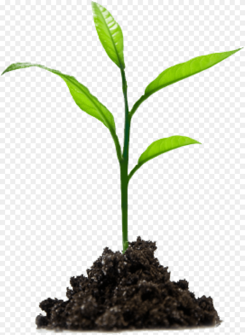 Crops Clipart Sprout Seedling, Plant, Soil, Leaf Png Image