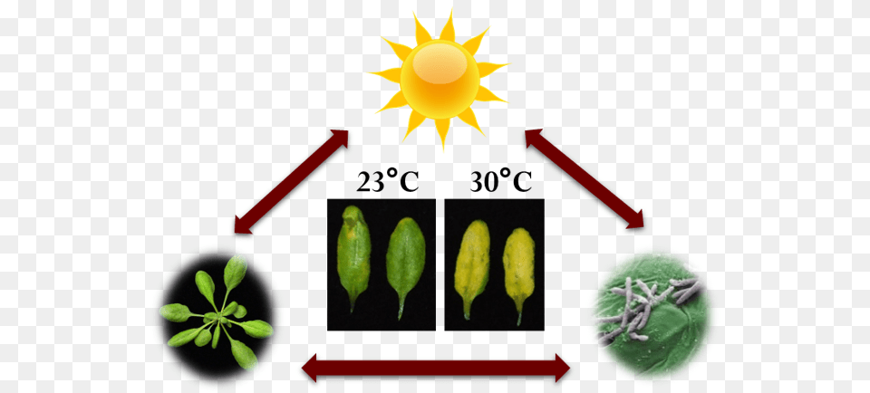 Crops Vs Disease How Heat Changes Bio Warfare Global Center, Leaf, Plant, Food, Fruit Free Transparent Png