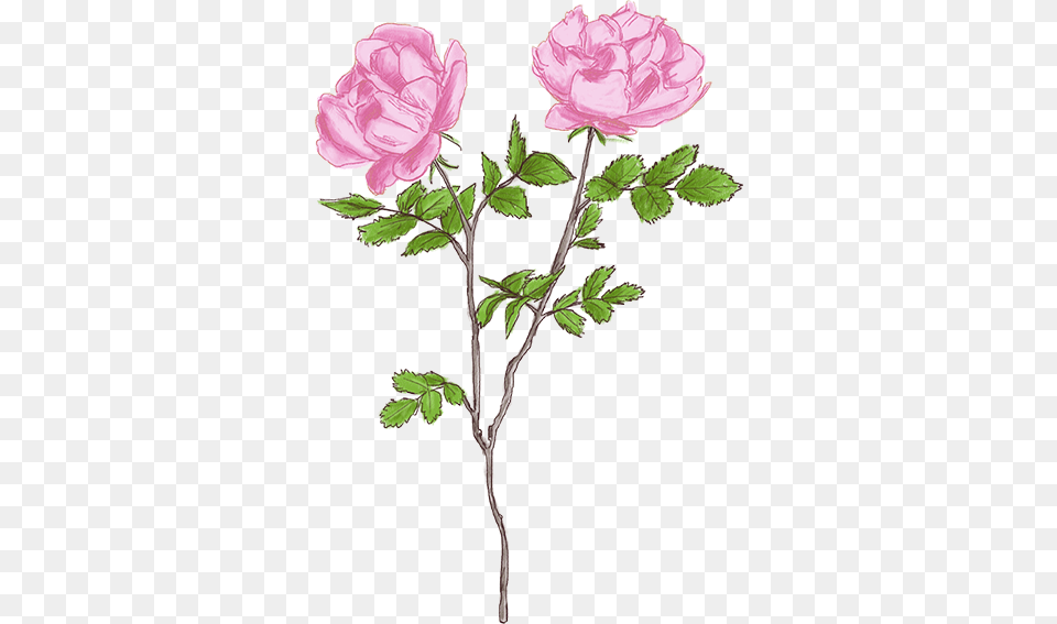 Croquis Fleurs Tiges Rose Crayon Rose Buttercup, Flower, Plant, Carnation, Flower Arrangement Png Image