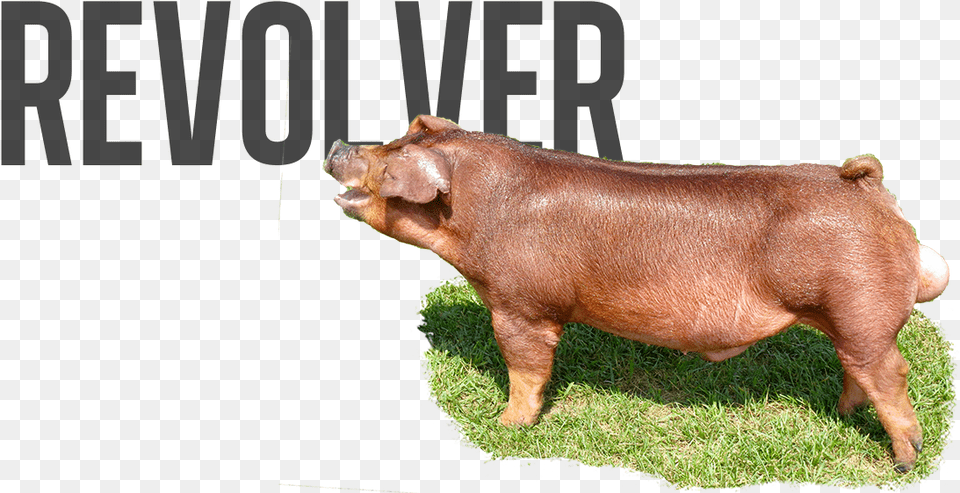 Cross Boars For Stud, Animal, Boar, Hog, Mammal Free Transparent Png